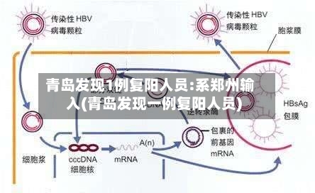 青岛发现1例复阳人员:系郑州输入(青岛发现一例复阳人员)