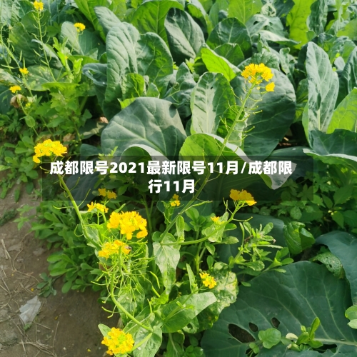 成都限号2021最新限号11月/成都限行11月